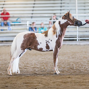 Cruiser show yearling W.jpg